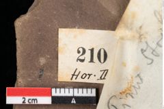 Foto (Detailansicht) von Pinus palaeostrobus Ettingshausen (NHMW-GEO-2024-0188-0210)